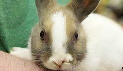 国产侏儒兔长得快吗视频,快速发育的秘密