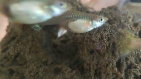 国产孔雀鱼生崽视频教程